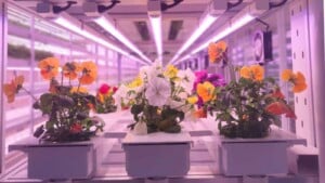 Flowers on Vertical Farm