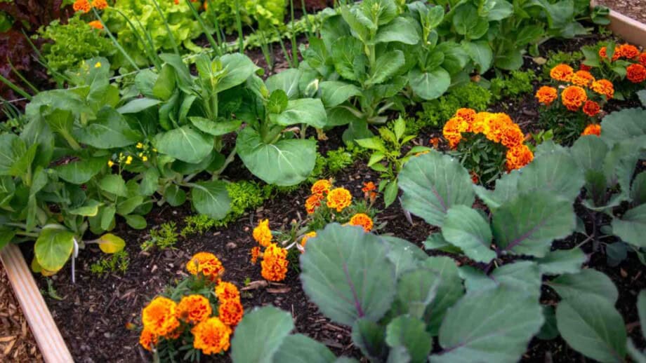 Flowers with Vegetables