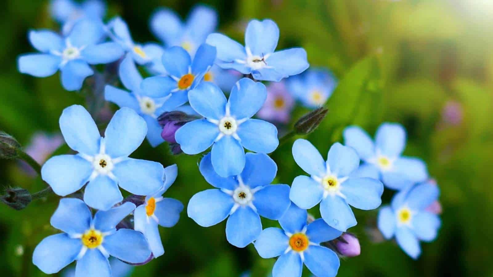 Forget Me Not