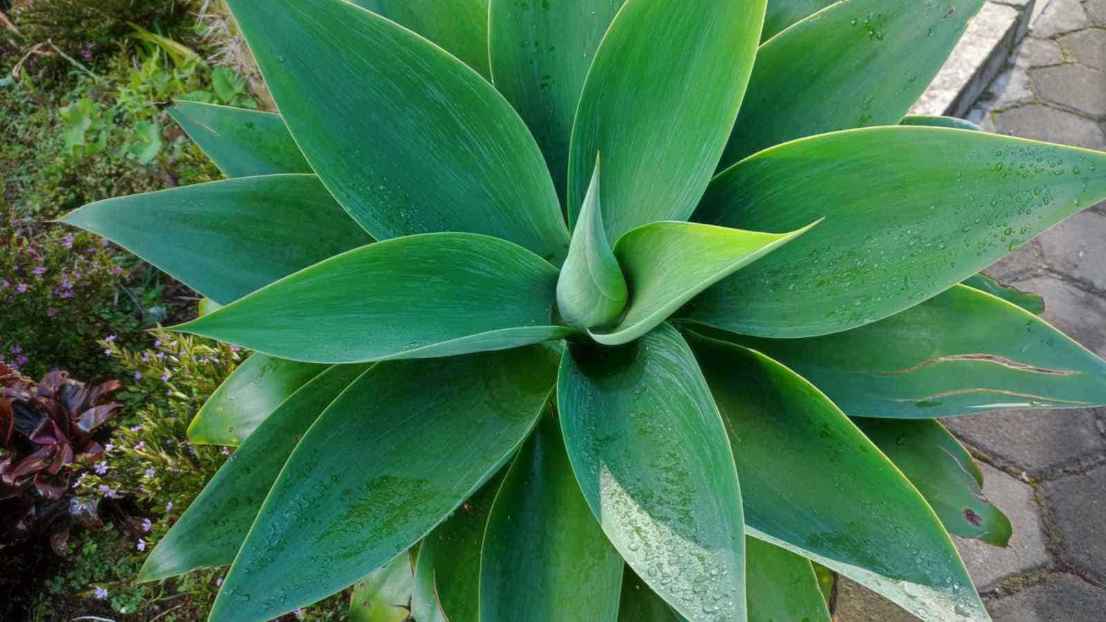 Foxtail Agave (Agave attenuata)