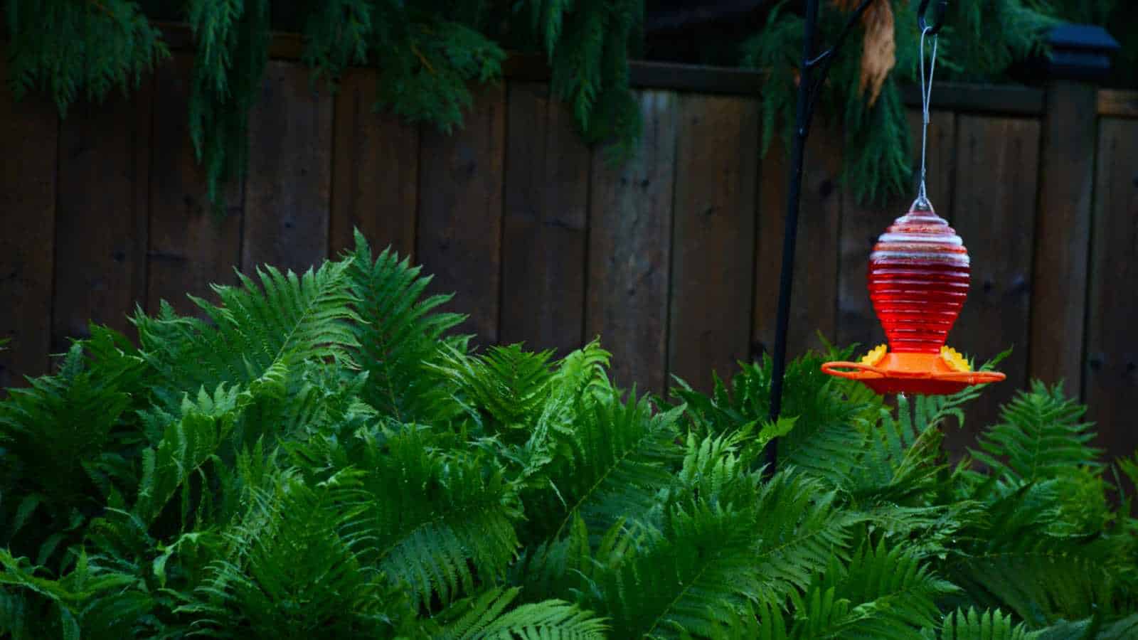 Hummingbird feeder in the garden