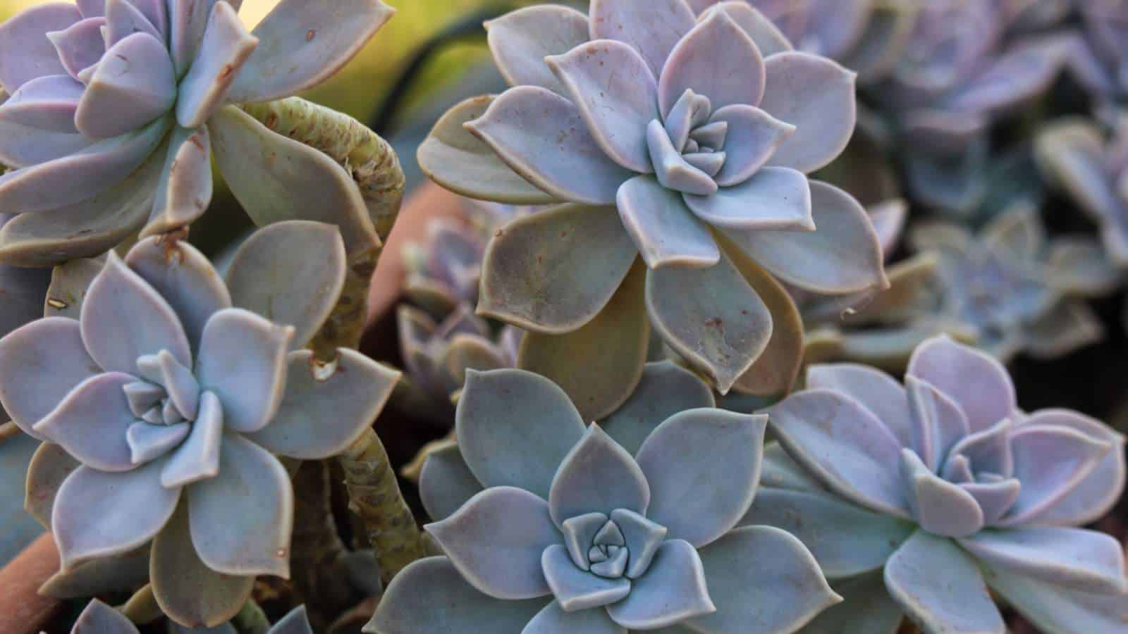 Ghost Plant (Graptopetalum paraguayense)