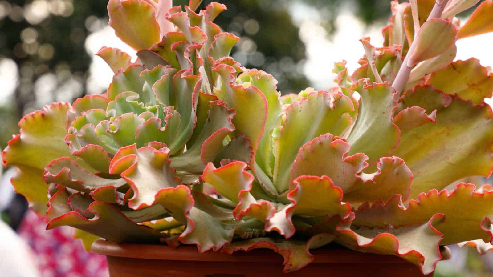 Giant Blue Echeveria (Echeveria ‘Giant Blue’)