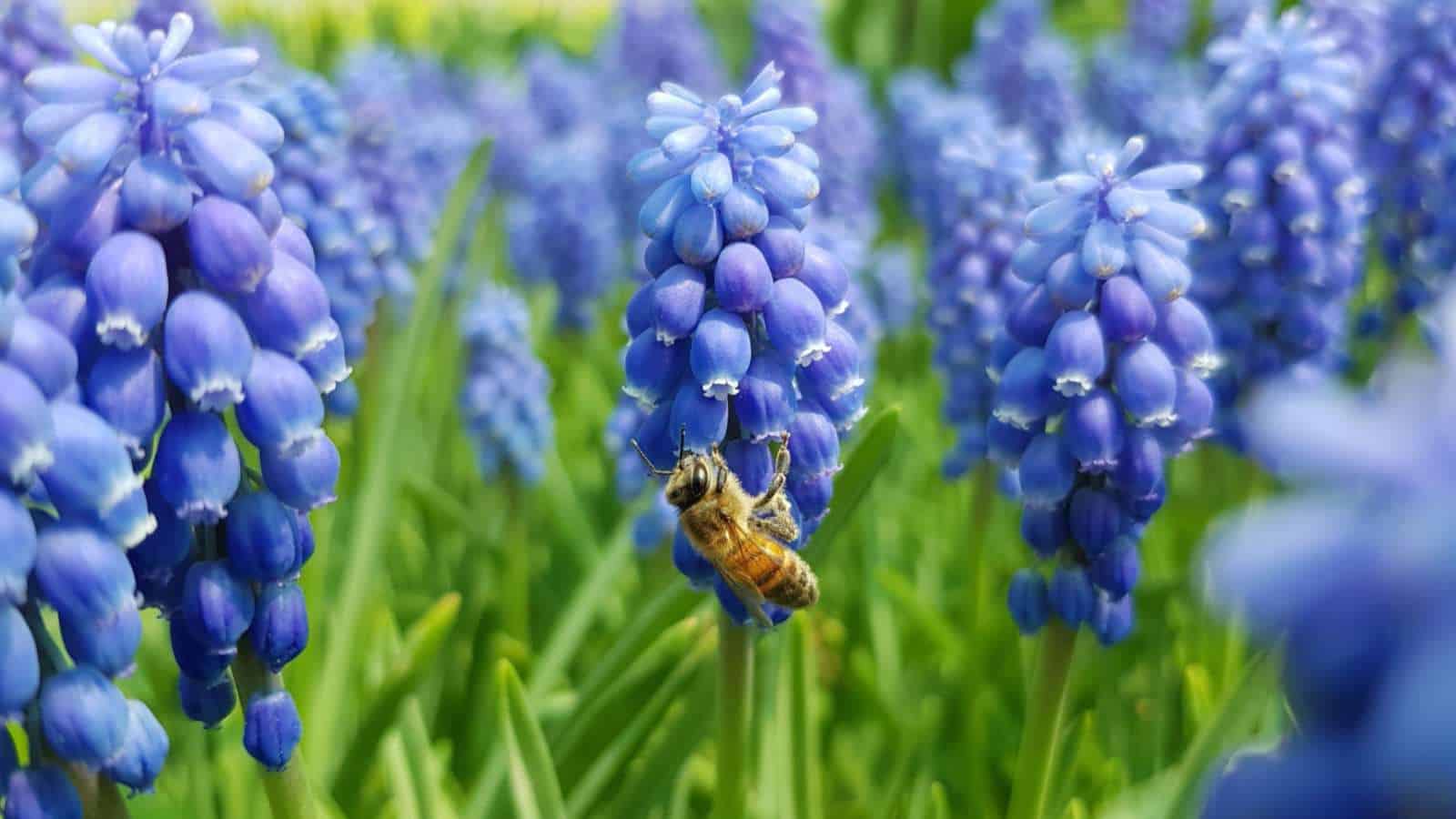 Grape Hyacinth