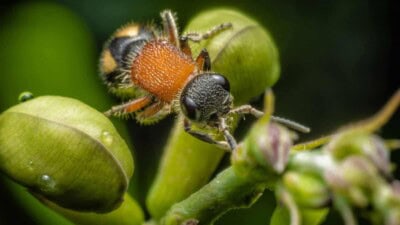 Velvet Ant: What You Need to Know About Cow Killer Ants