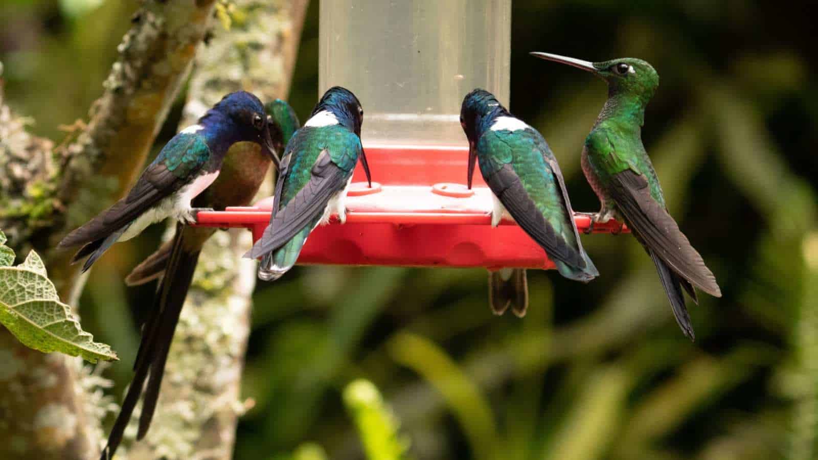 Group of hummingbirds on a hummingbird feeder