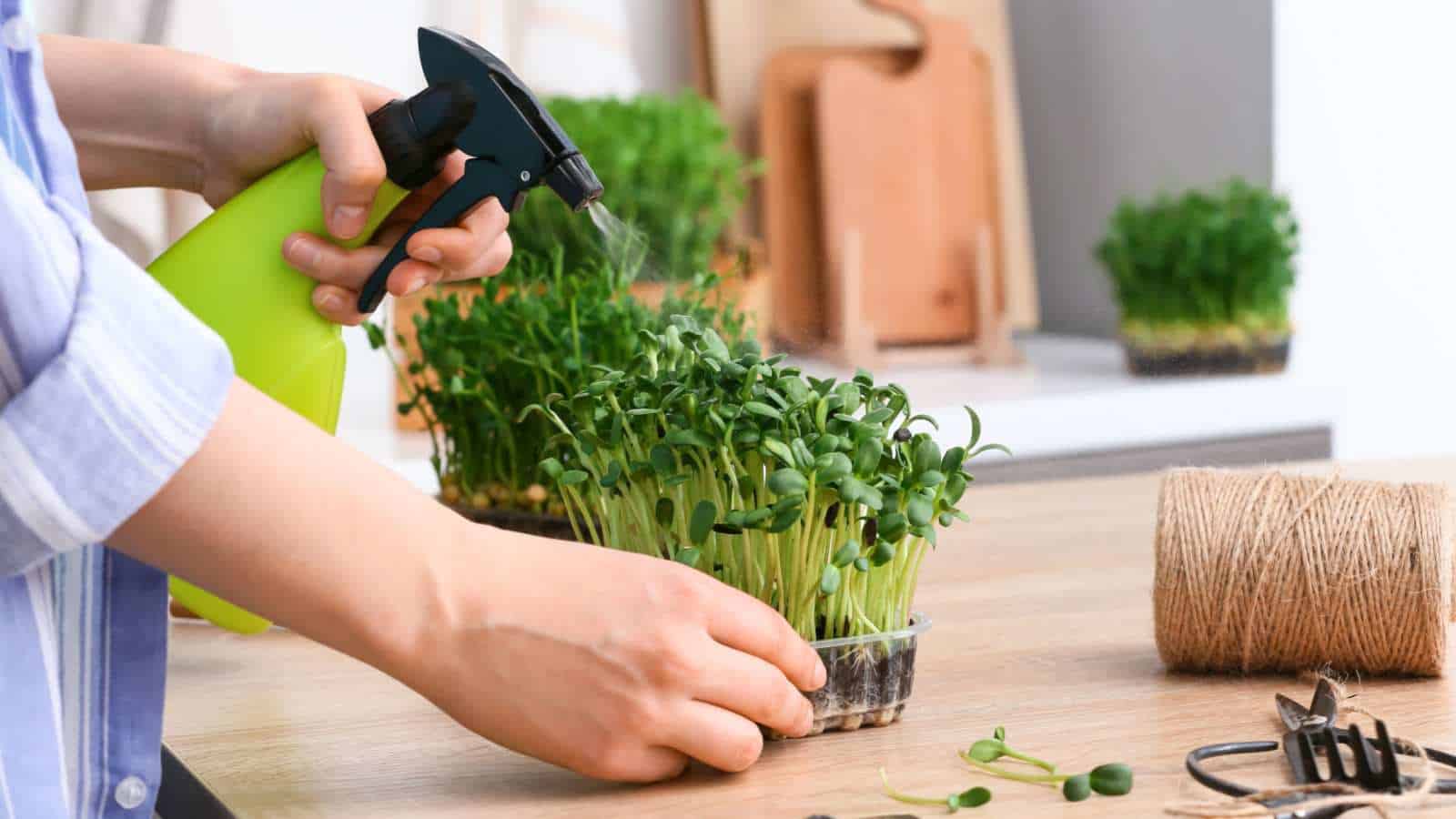 Grow microgreens