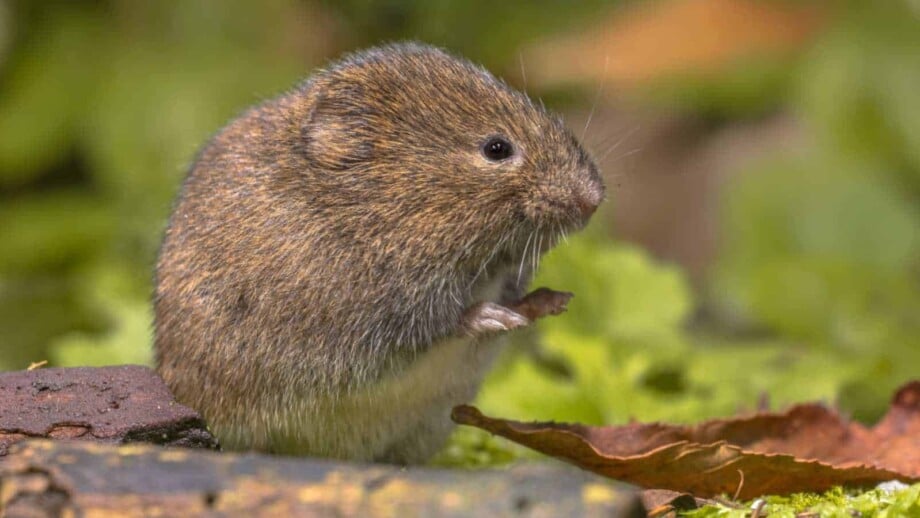 Vole in its natural environment