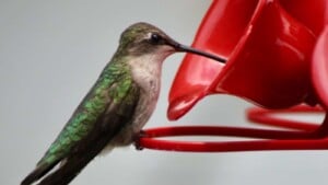 Closeup view of a hummingbird eating from a feeder