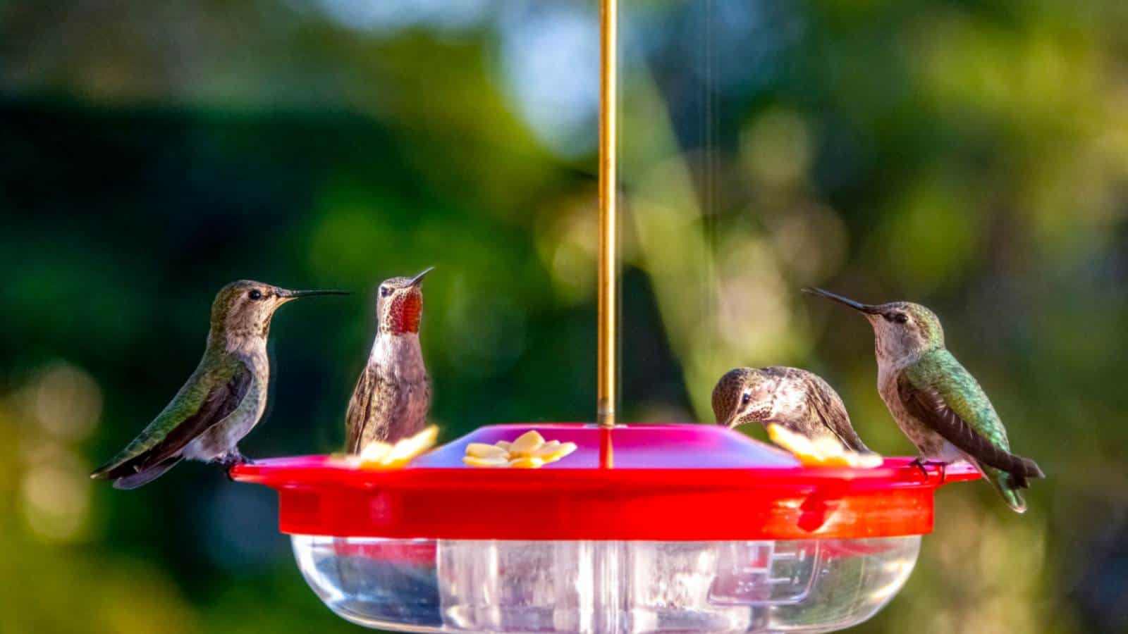 Dish feeder with hummingbirds