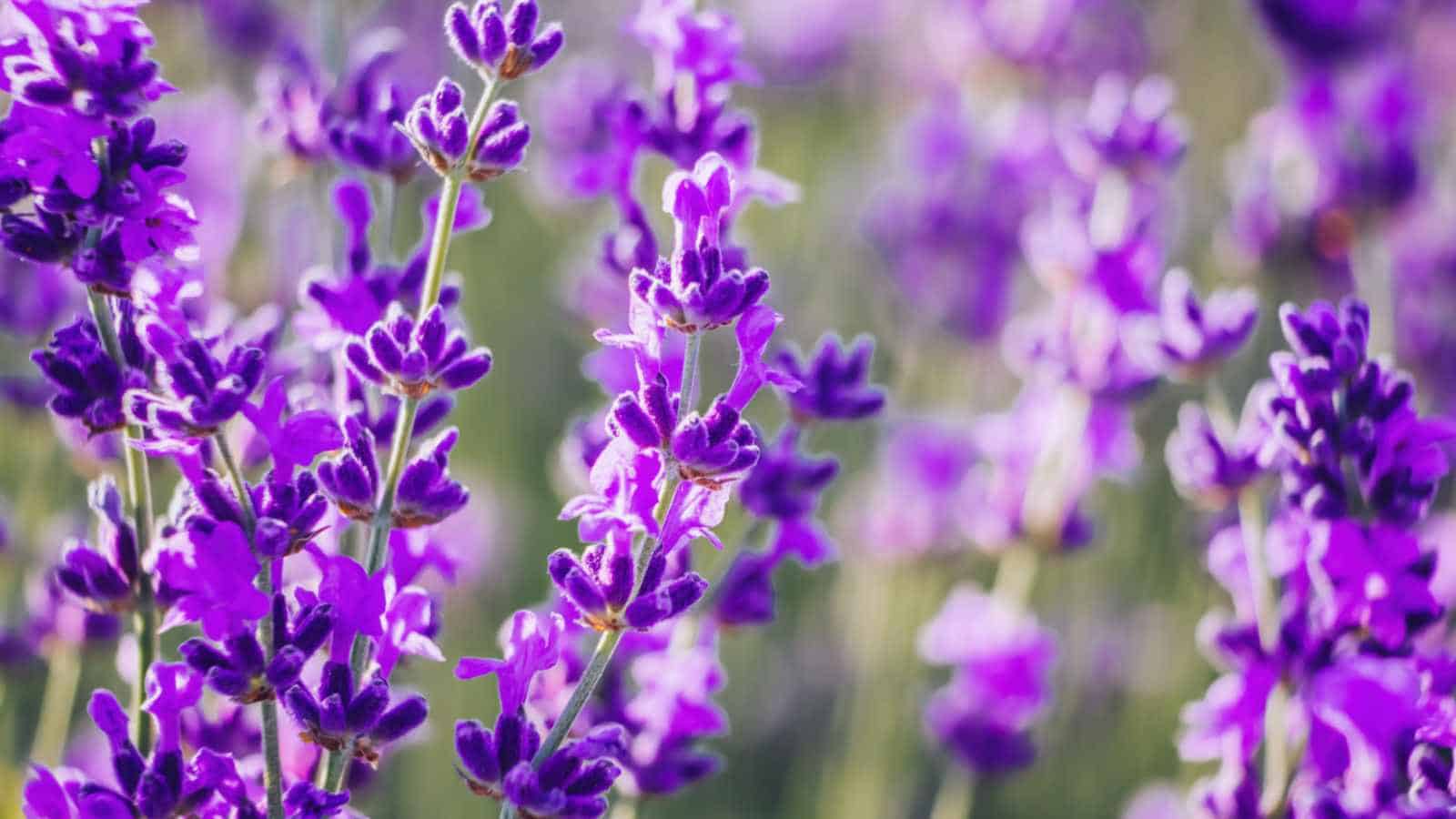 Lavender