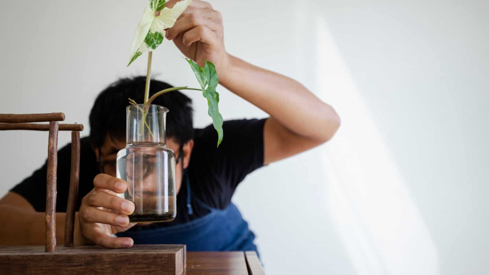 Learn to propagate plants