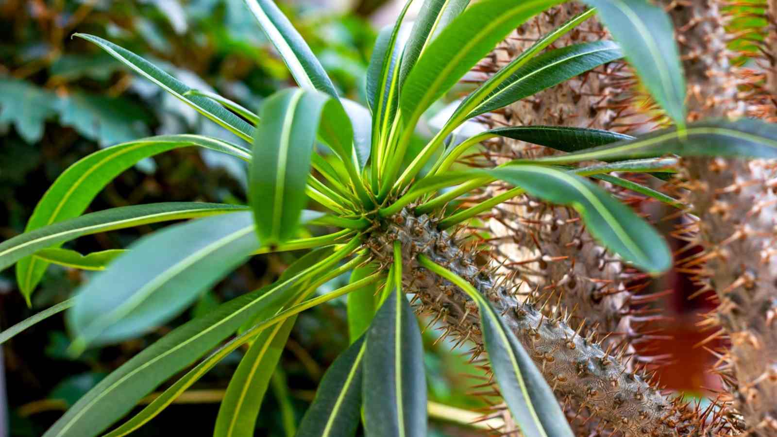 Madagascar Palm (Pachypodium lamerei)