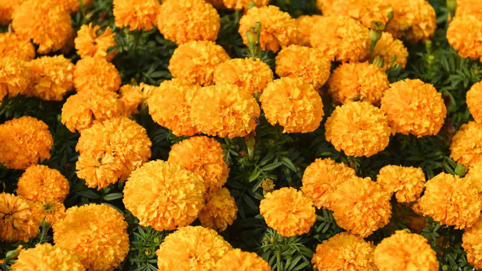 Marigold
