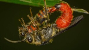 Velvet Ant: What You Need to Know About Cow Killer Ants