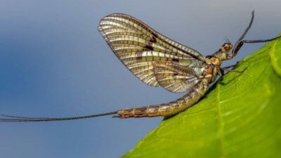Mayfly on a green leaf