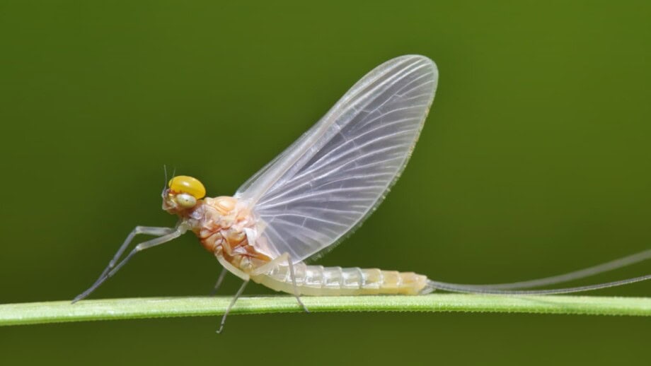 Mayflies: What Are They and How to Get Rid of Them