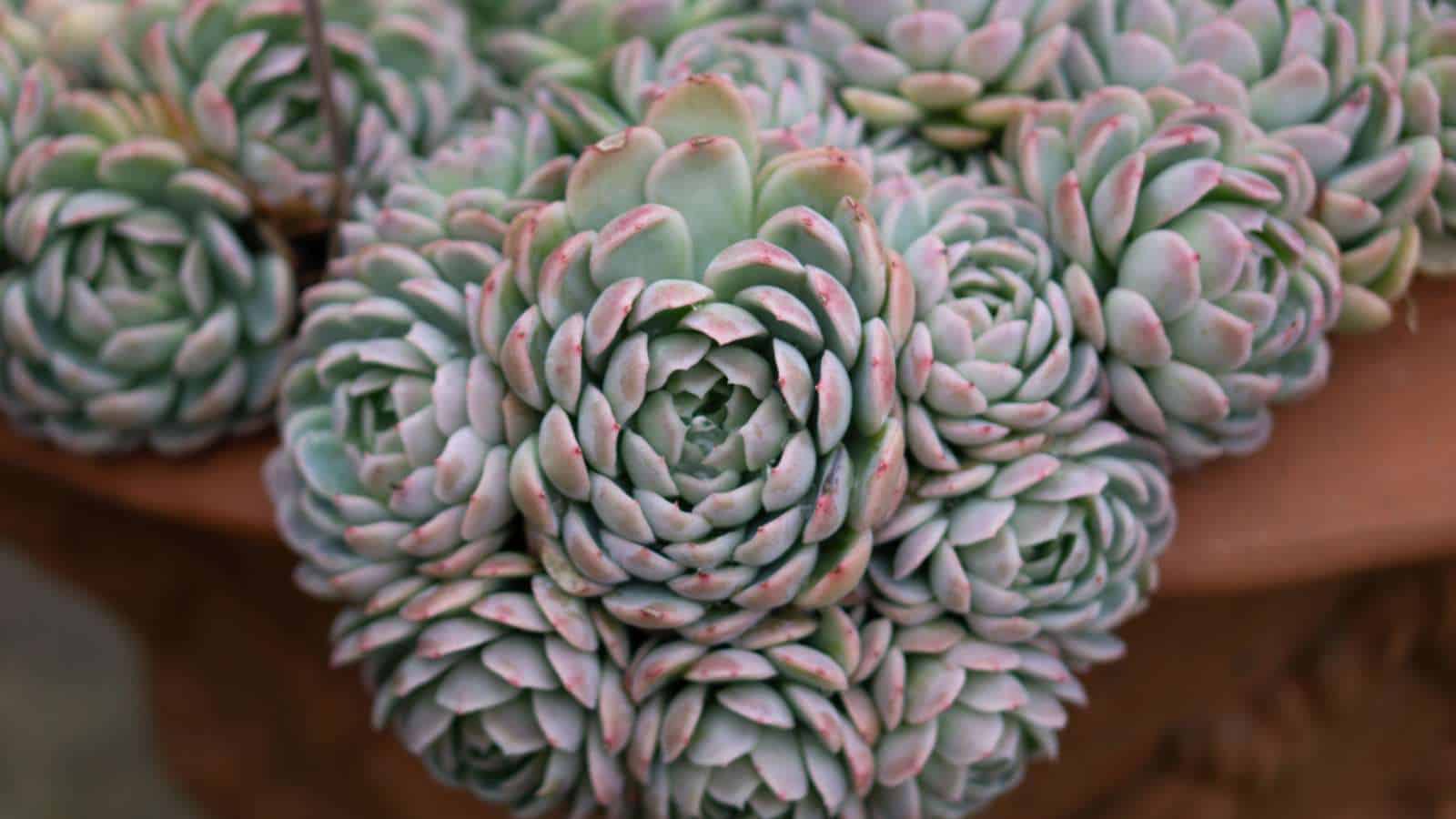 Mexican Snowball (Echeveria elegans)