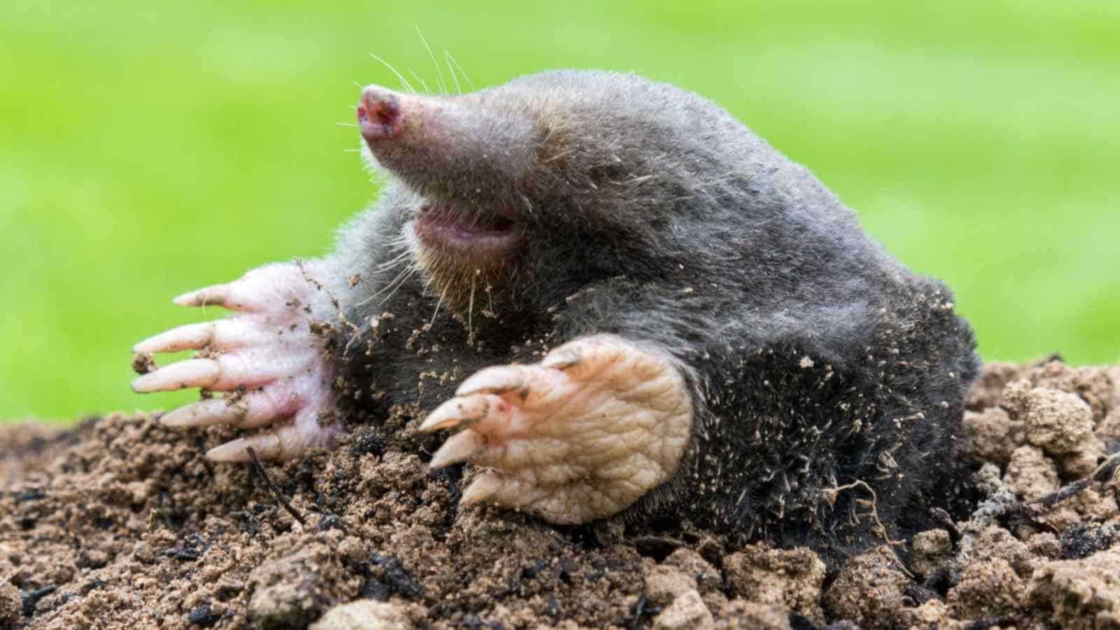 Mole crawling out from the soil