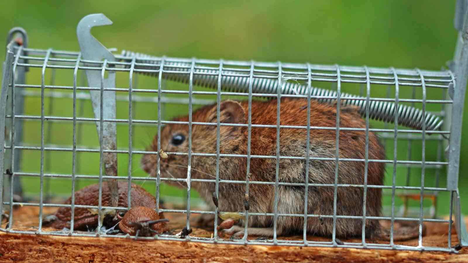 Mole on a live cage snap trap