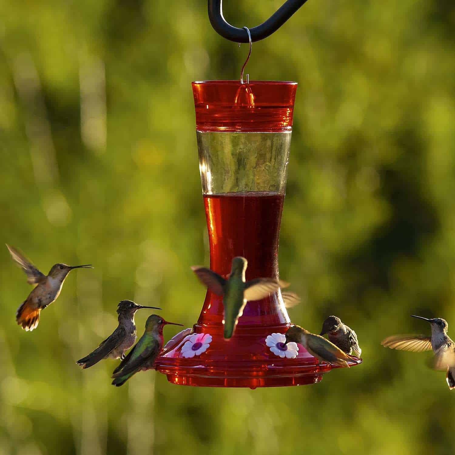 Hummingbirds on More Birds Bird Health+ Garnet Diamond Hummingbird Feeder