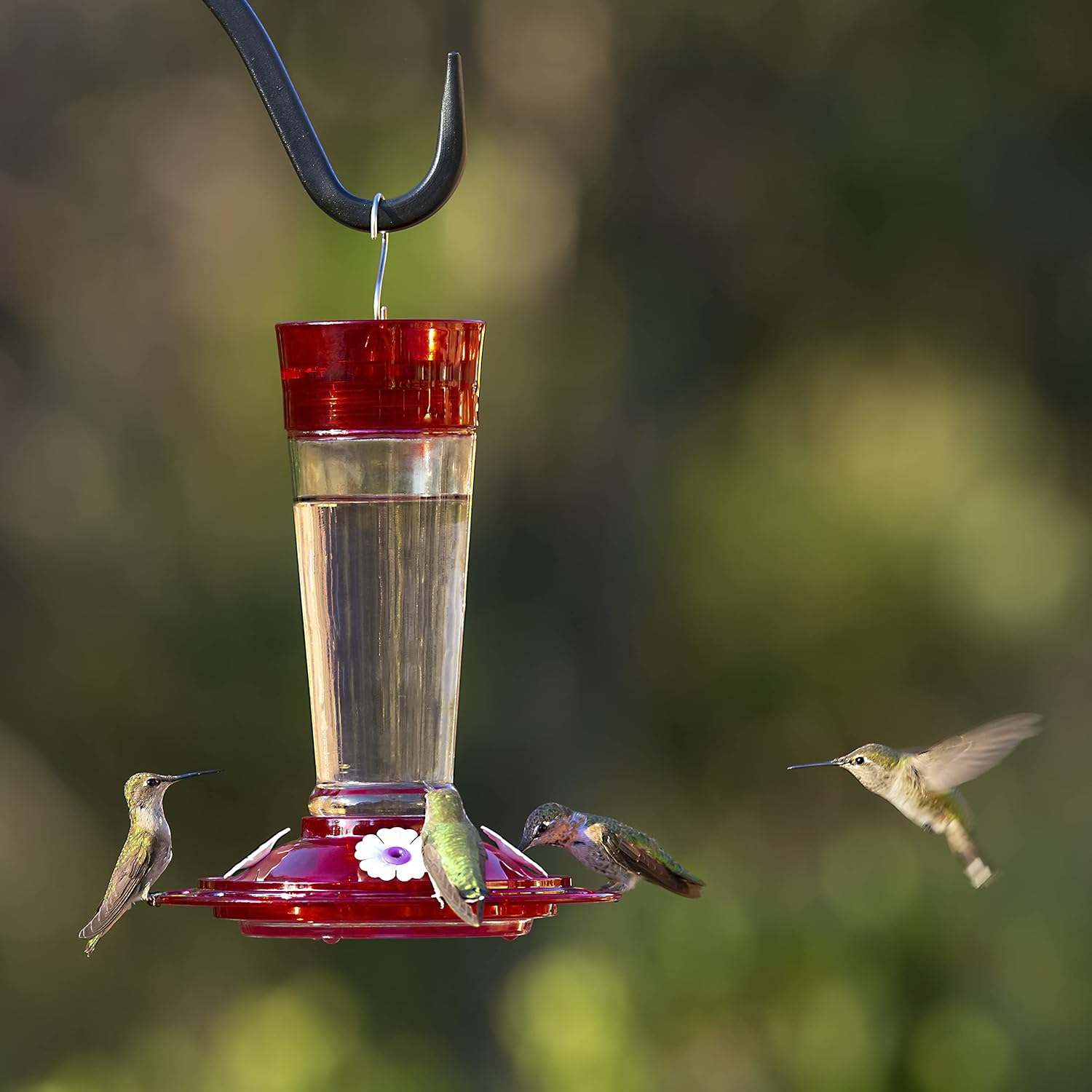 More Birds Bird Health+ Ruby Feeder with hummingbirds