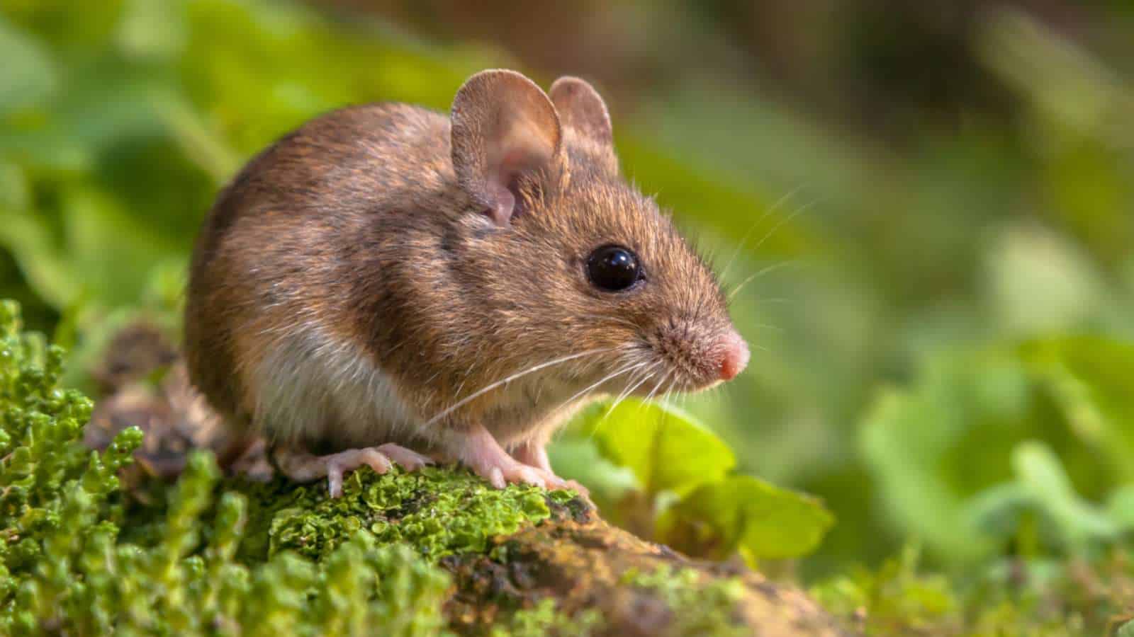 Mouse on a forest