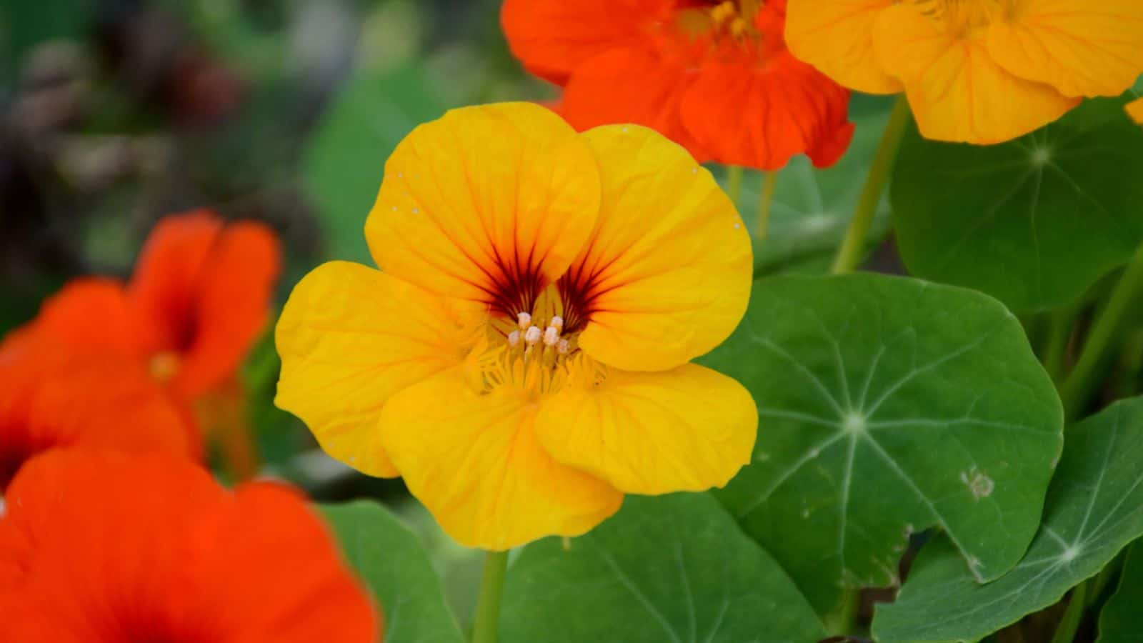 Nasturtium