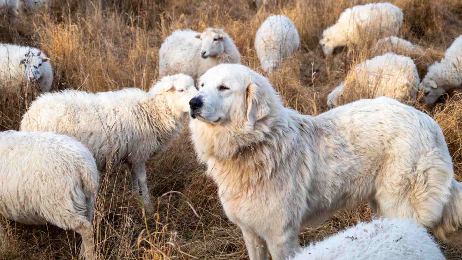Not a Black Sheep – Absolutely