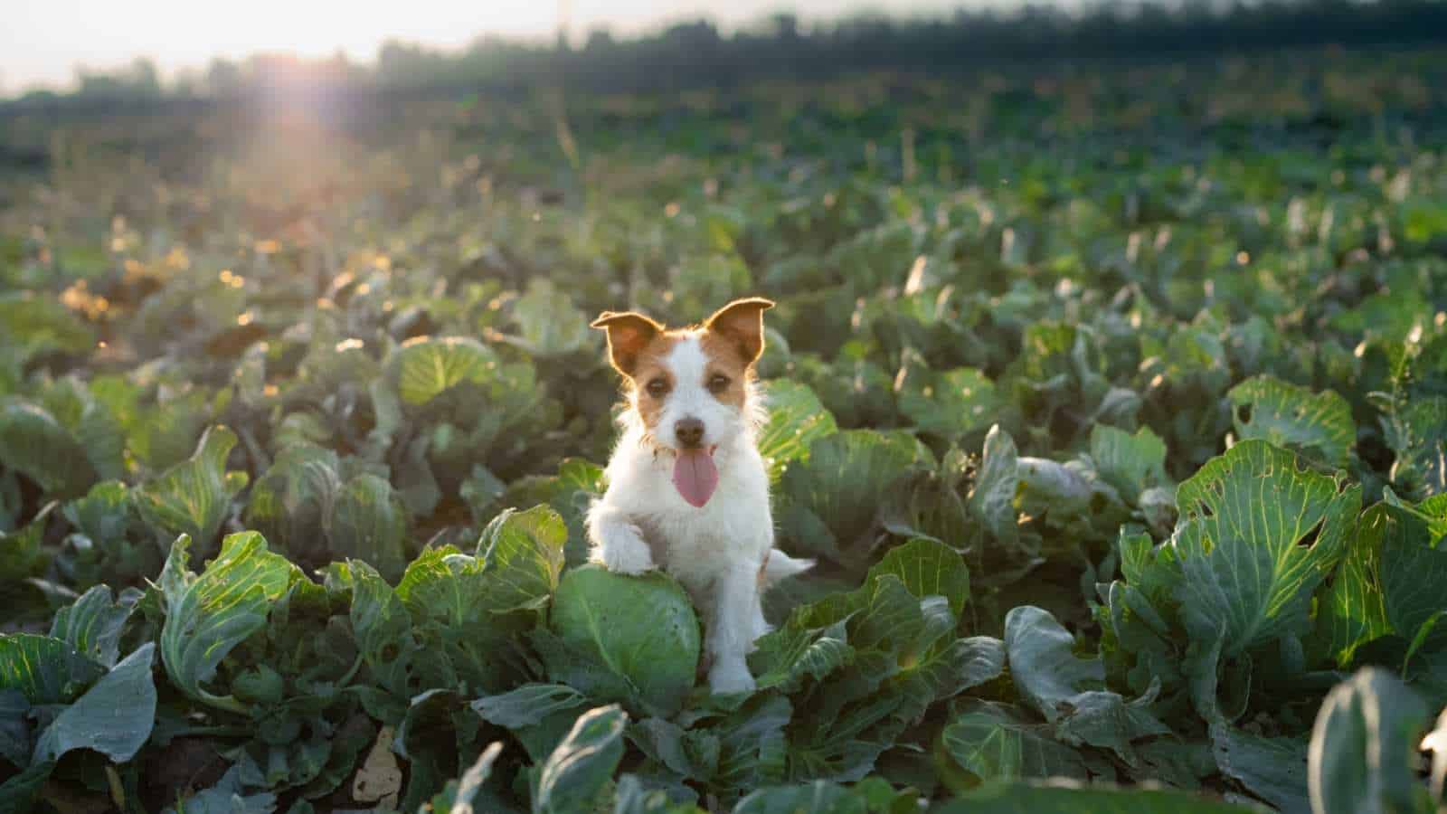 Over a Sea of Cabbage