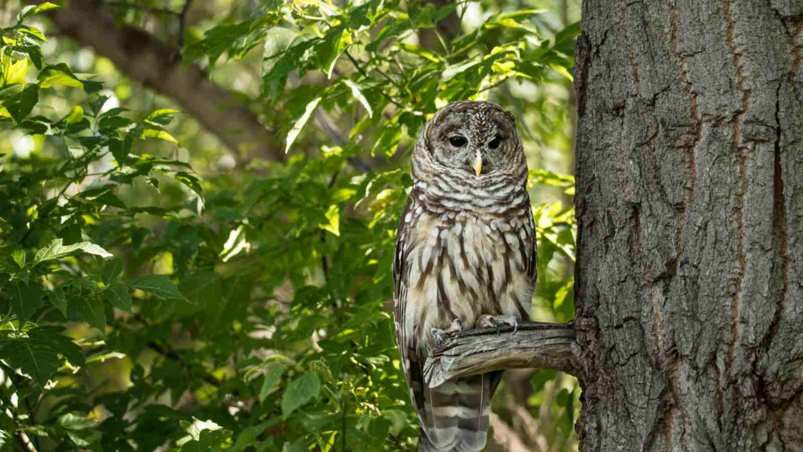 Owl perching on a tree