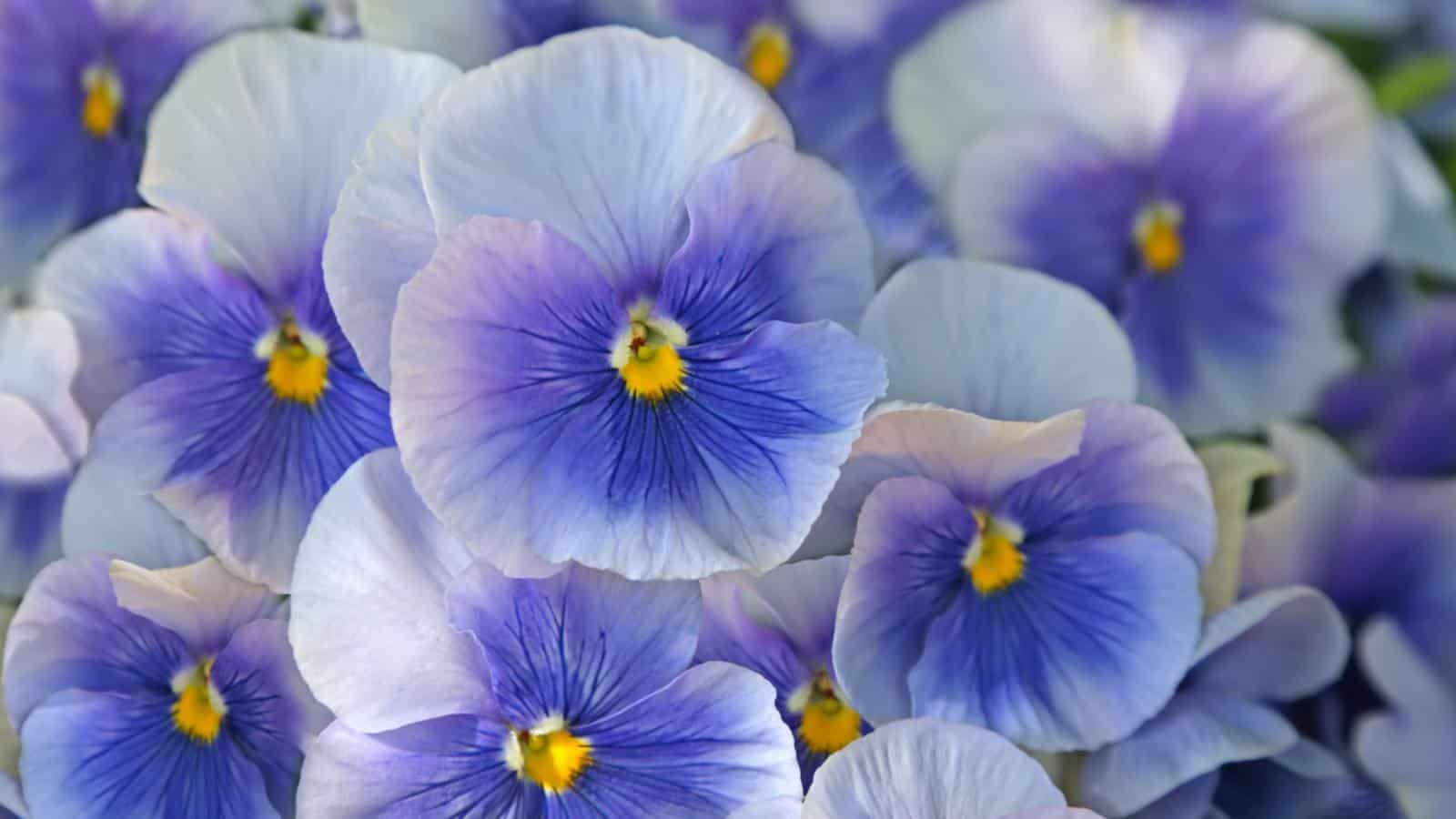 Pansy Blueberry Swirl