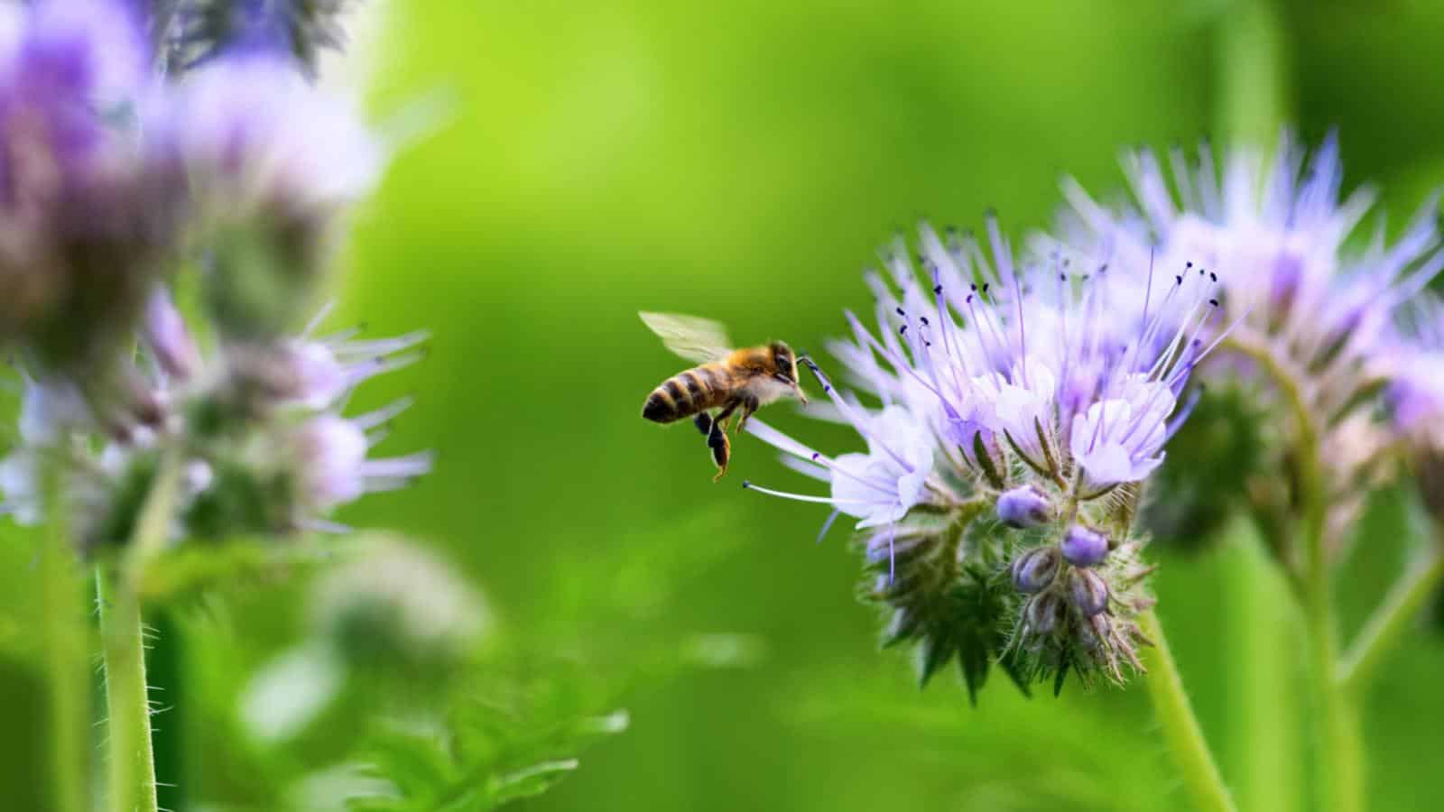 Phacelia