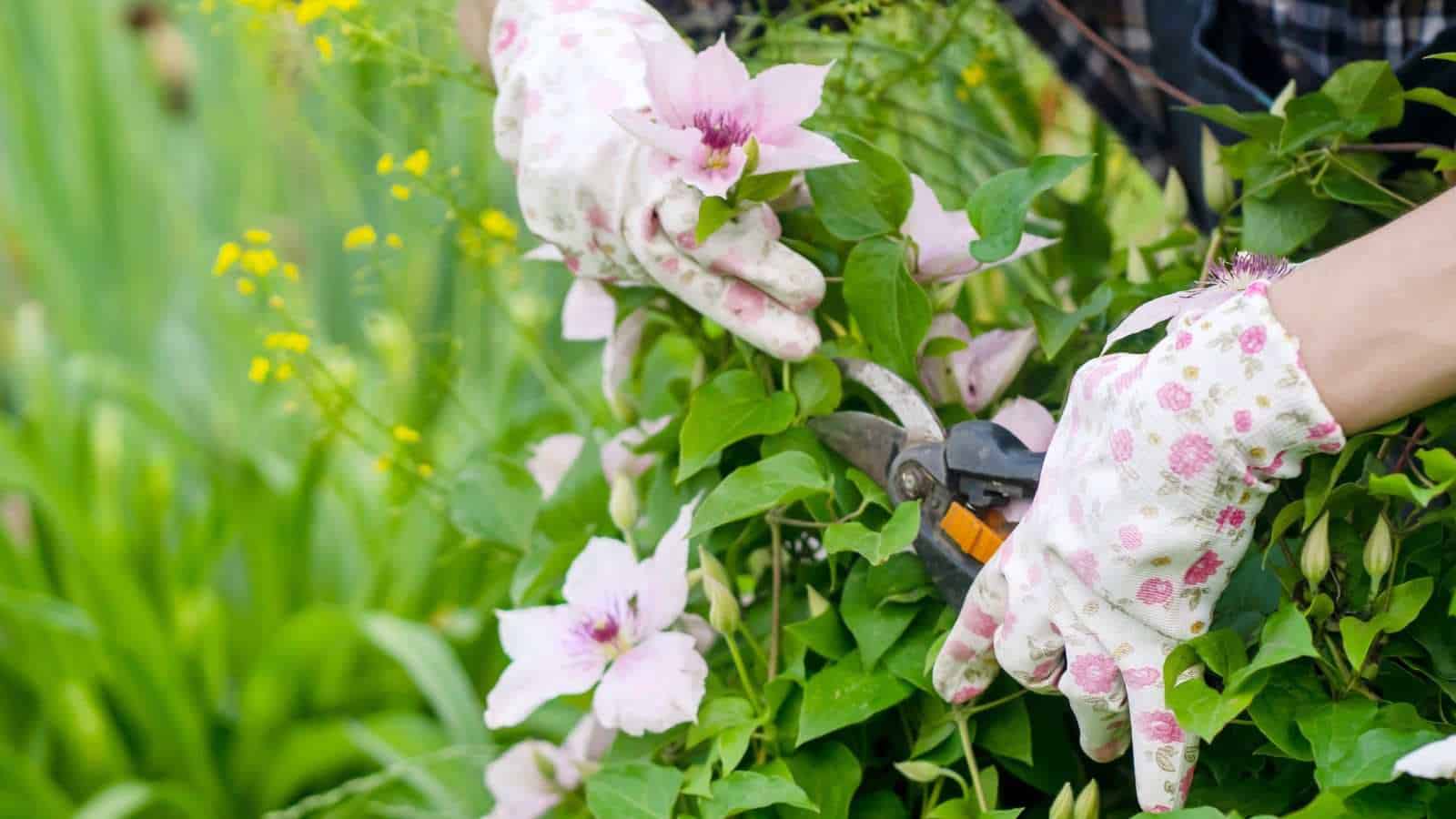 Gardener pruning light pink clematis flowers