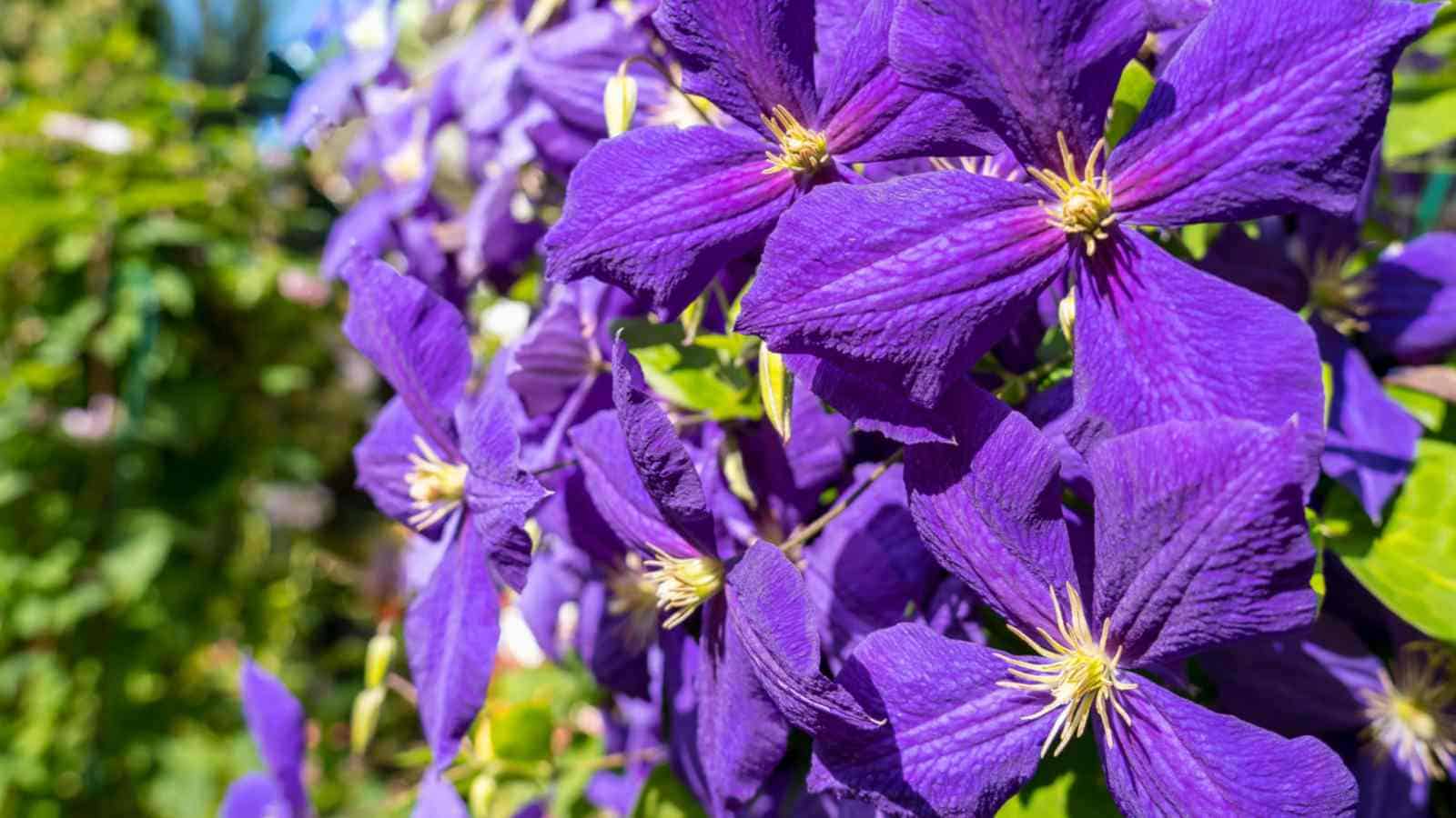 Purple clematis flowers under bright sunlight