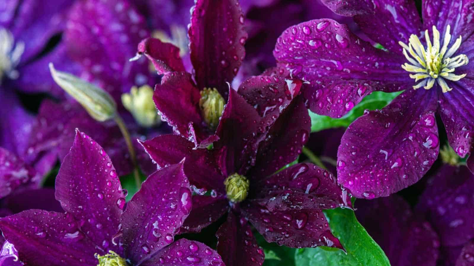 Water drops on purple clematis flowers