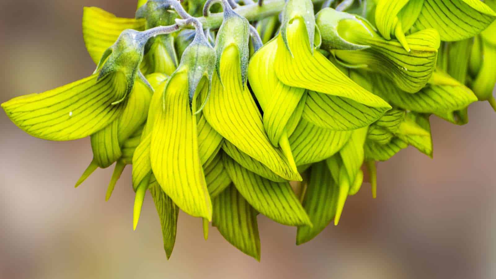 Regal Birdflower (Crotalaria cunninghamii)