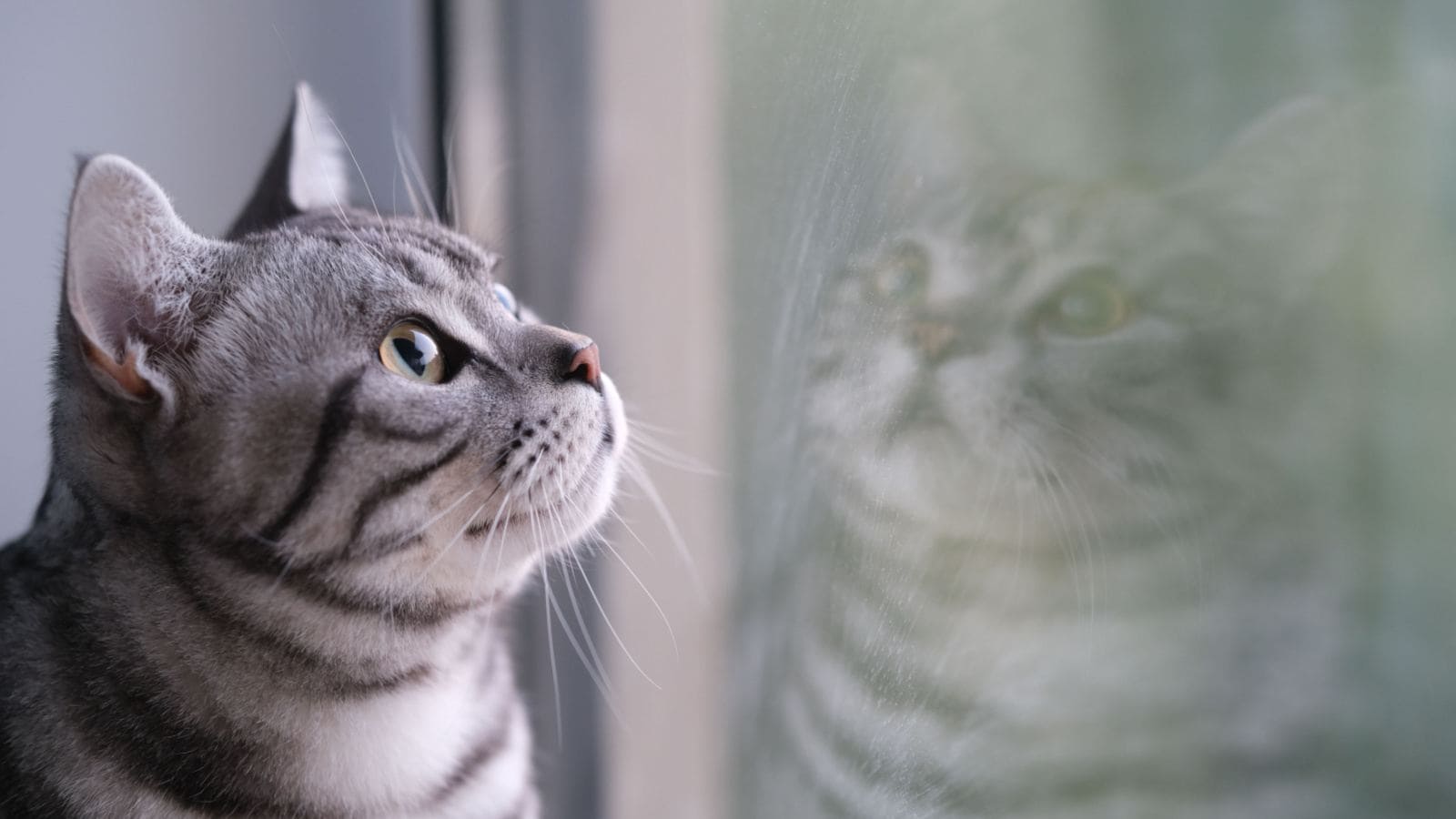 Smarty Whiskers