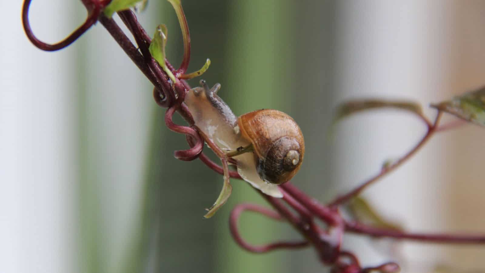 How to Plant, Grow, and Care for Clematis (Leather Flower)