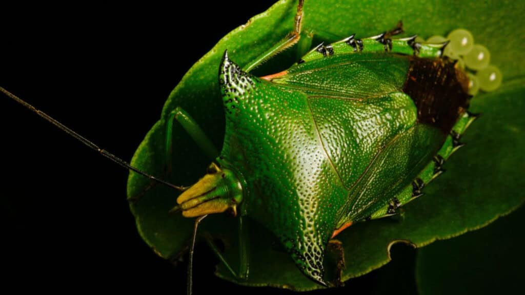 Green stink bug laying eggs on a leaf