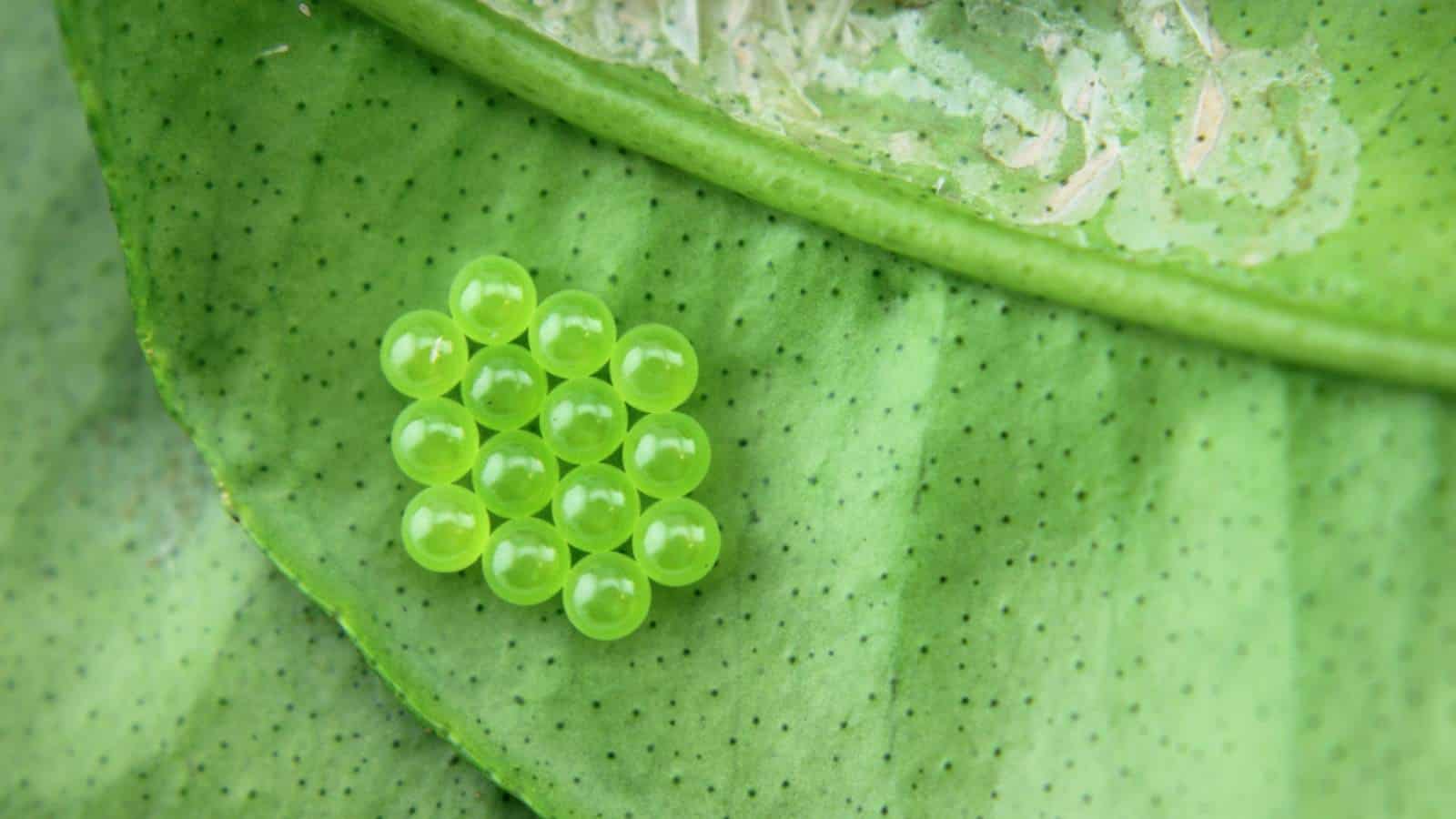 Stink bug eggs everything you need to know
