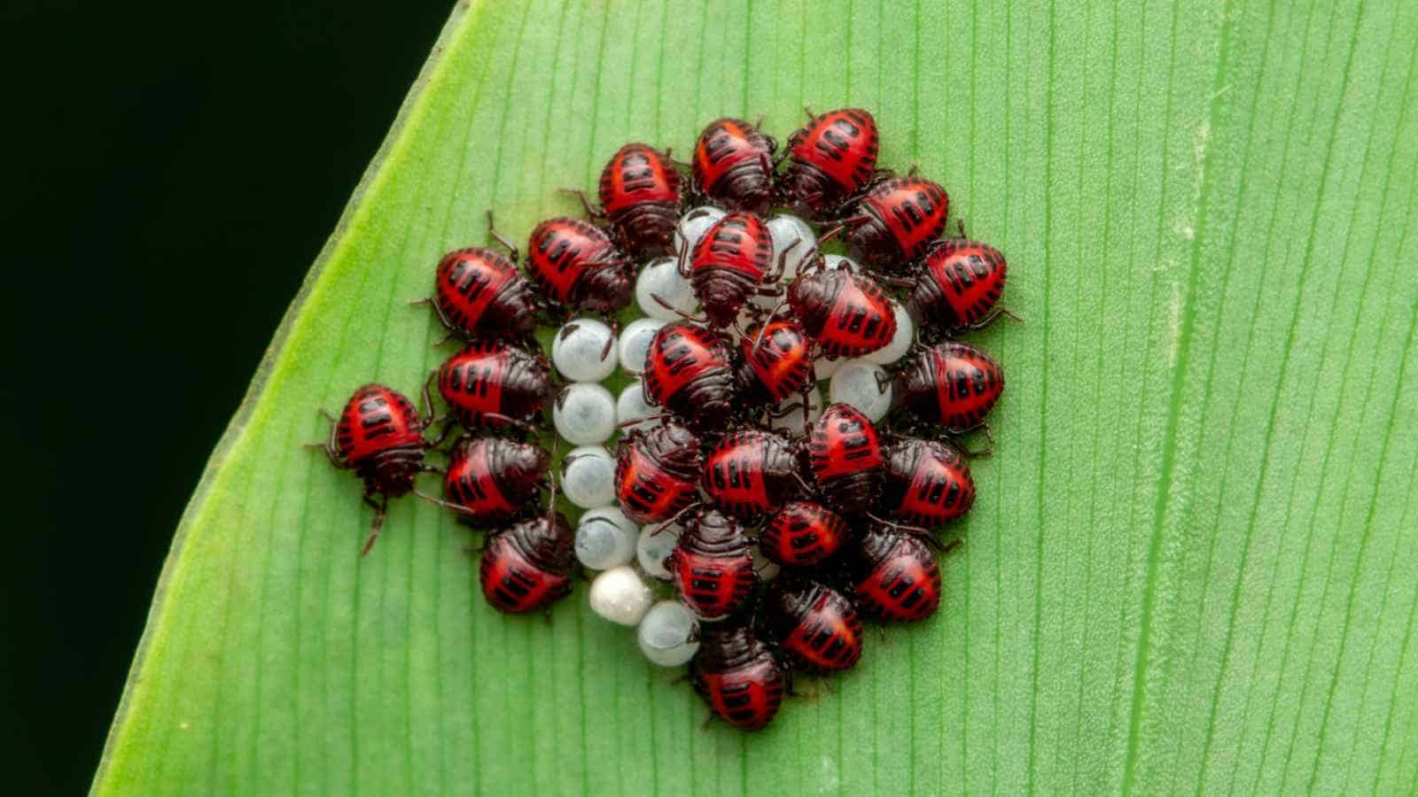 Stink bug eggs everything you need to know