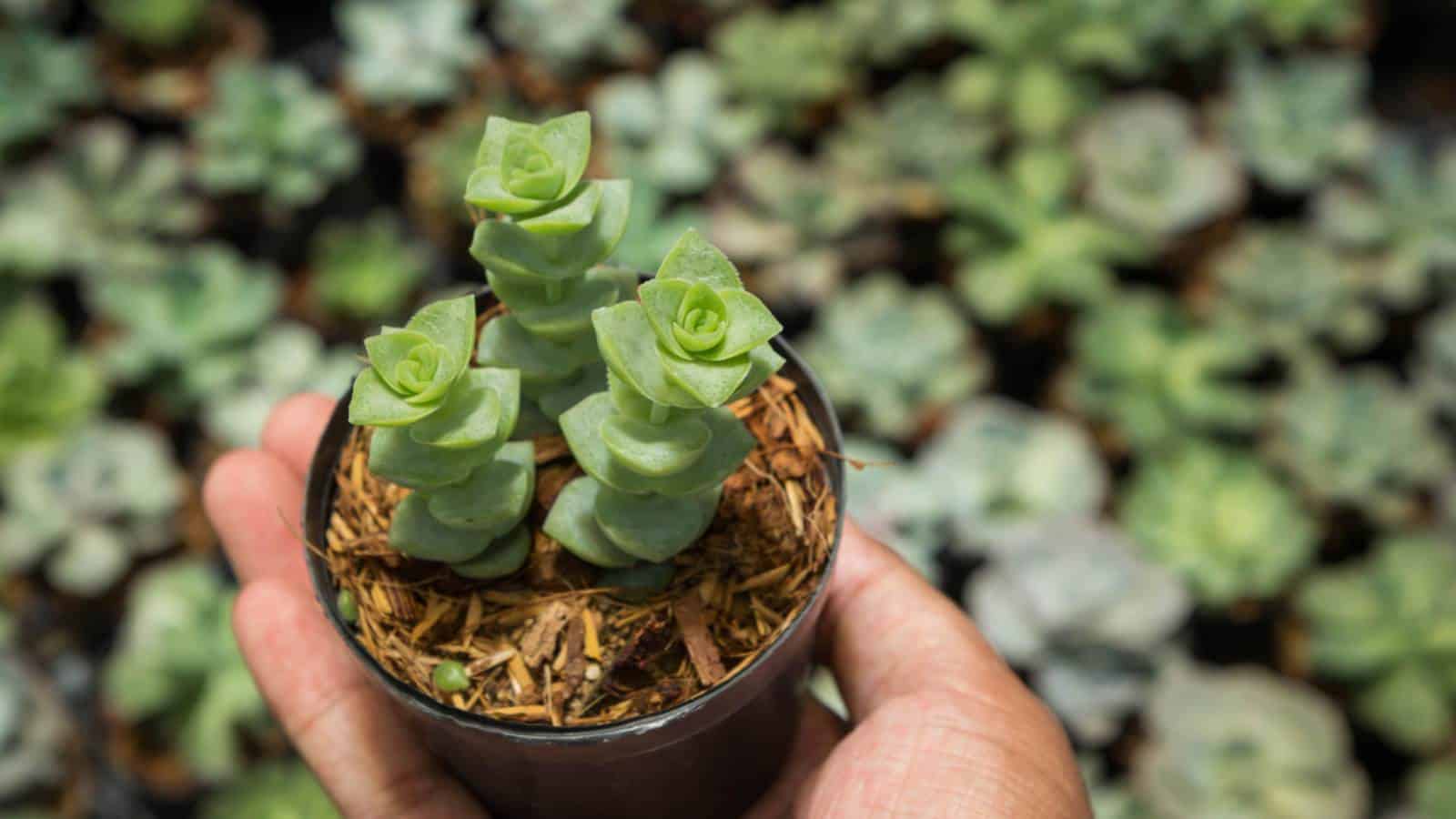 String of Buttons (Crassula perforata)