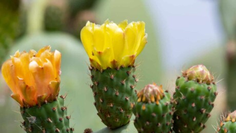 Succulents in Bloom