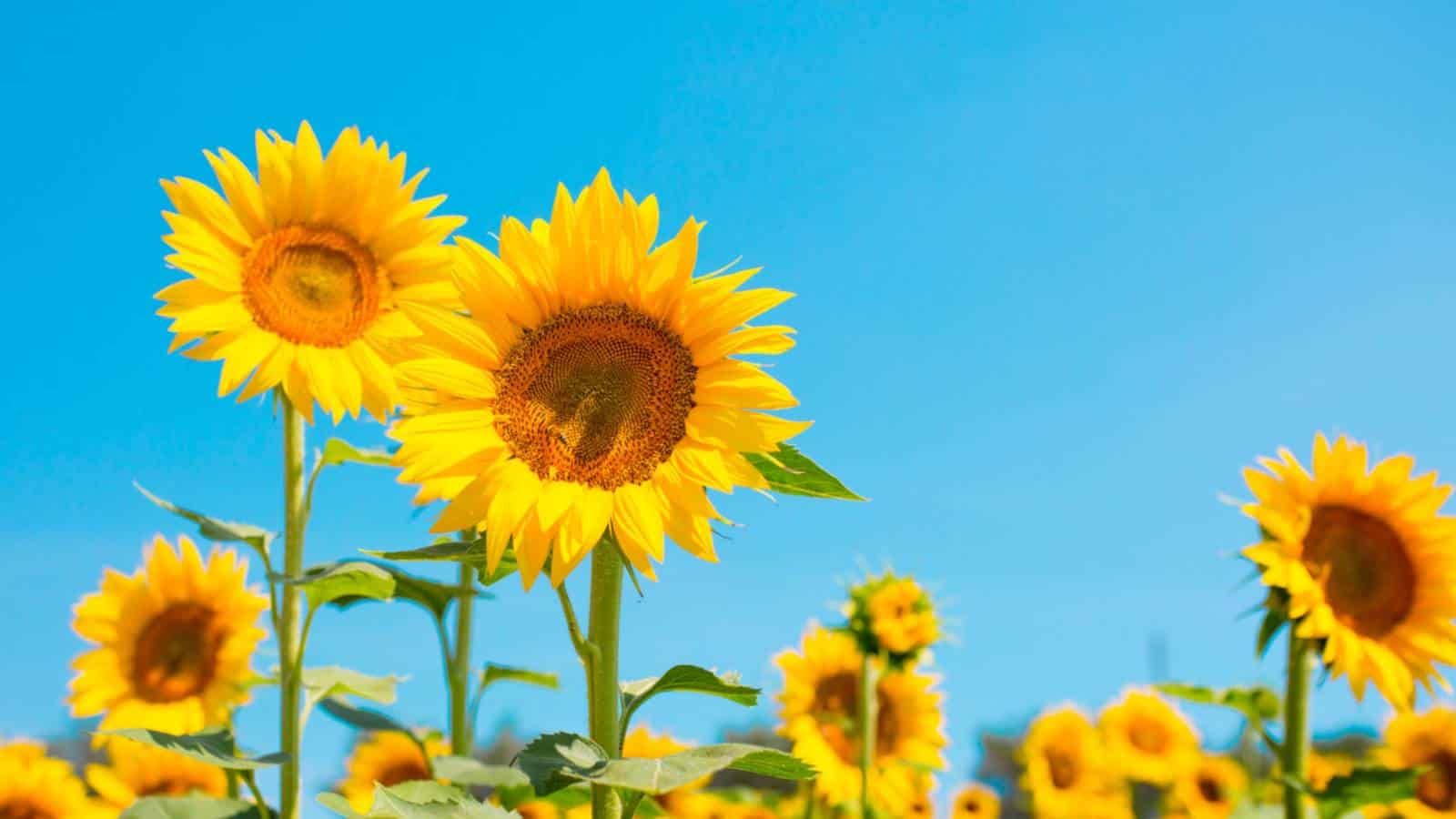 Sunflower