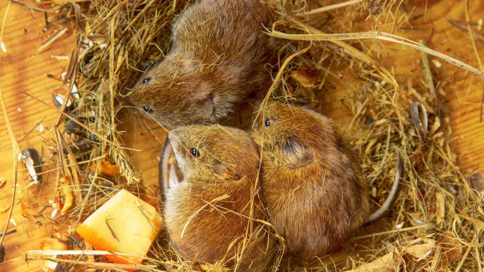 Group of moles