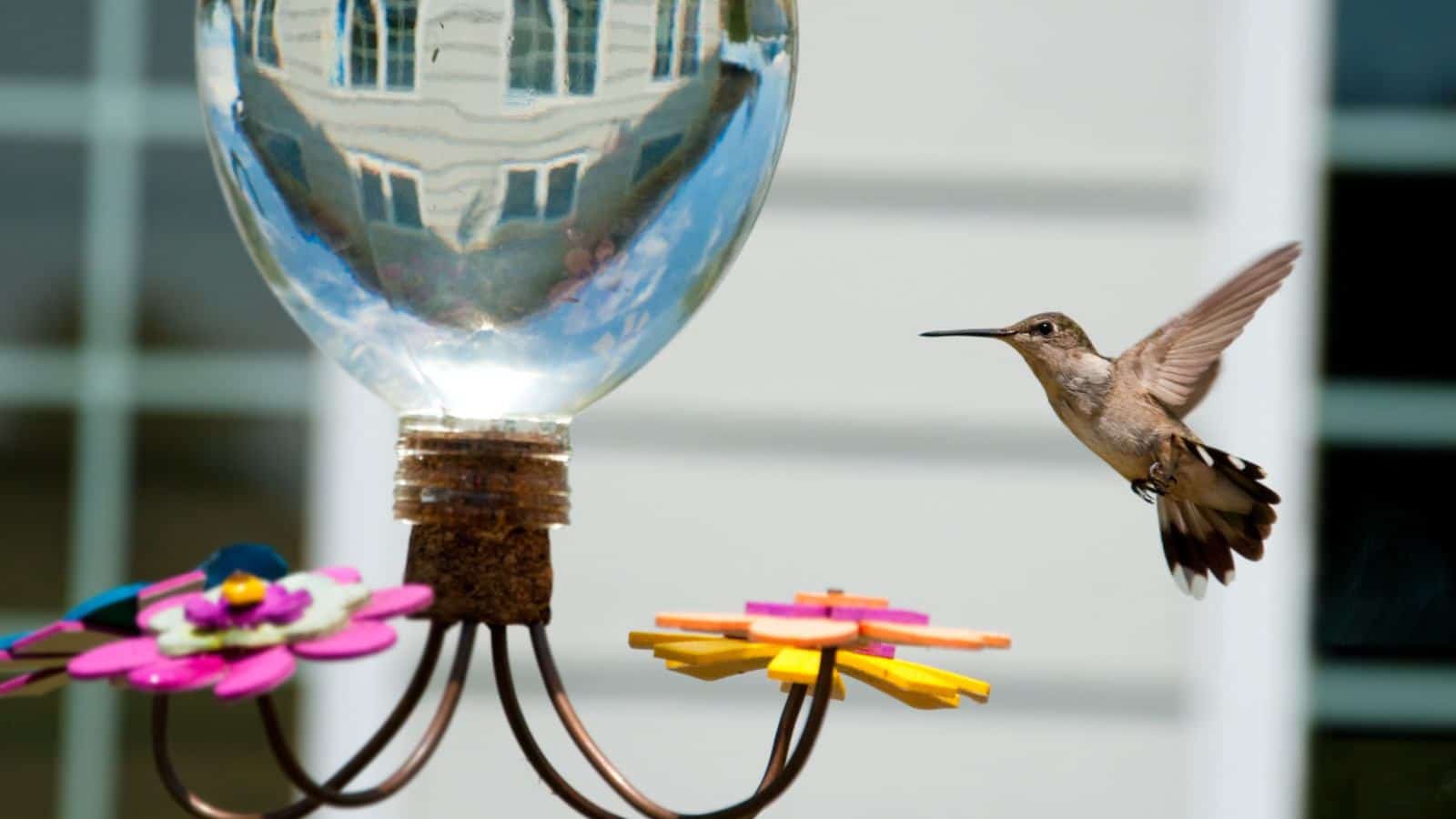 Top fill glass feeder with hummingbird approaching