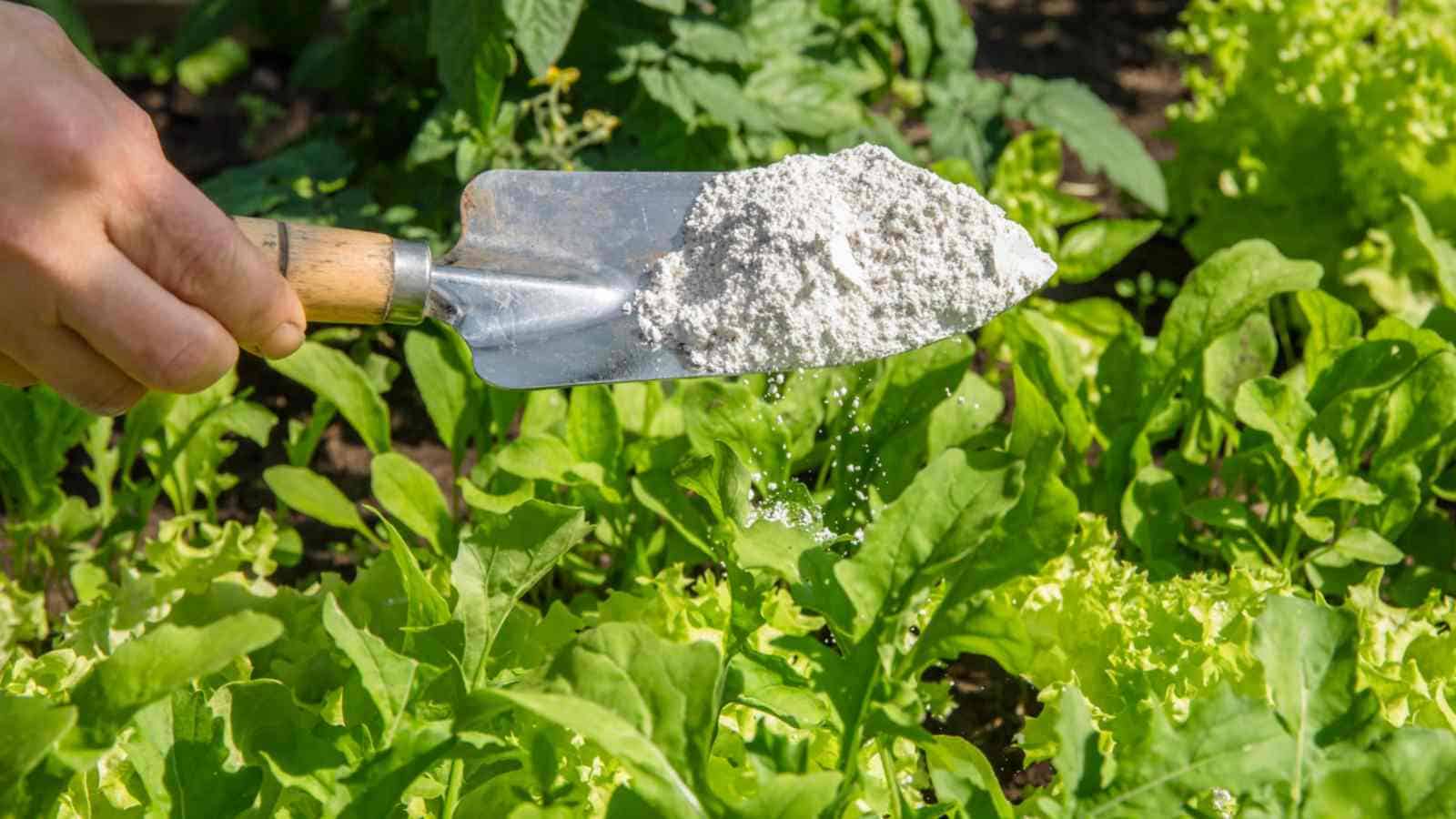 Gardener sprinkling diatomaceous earth