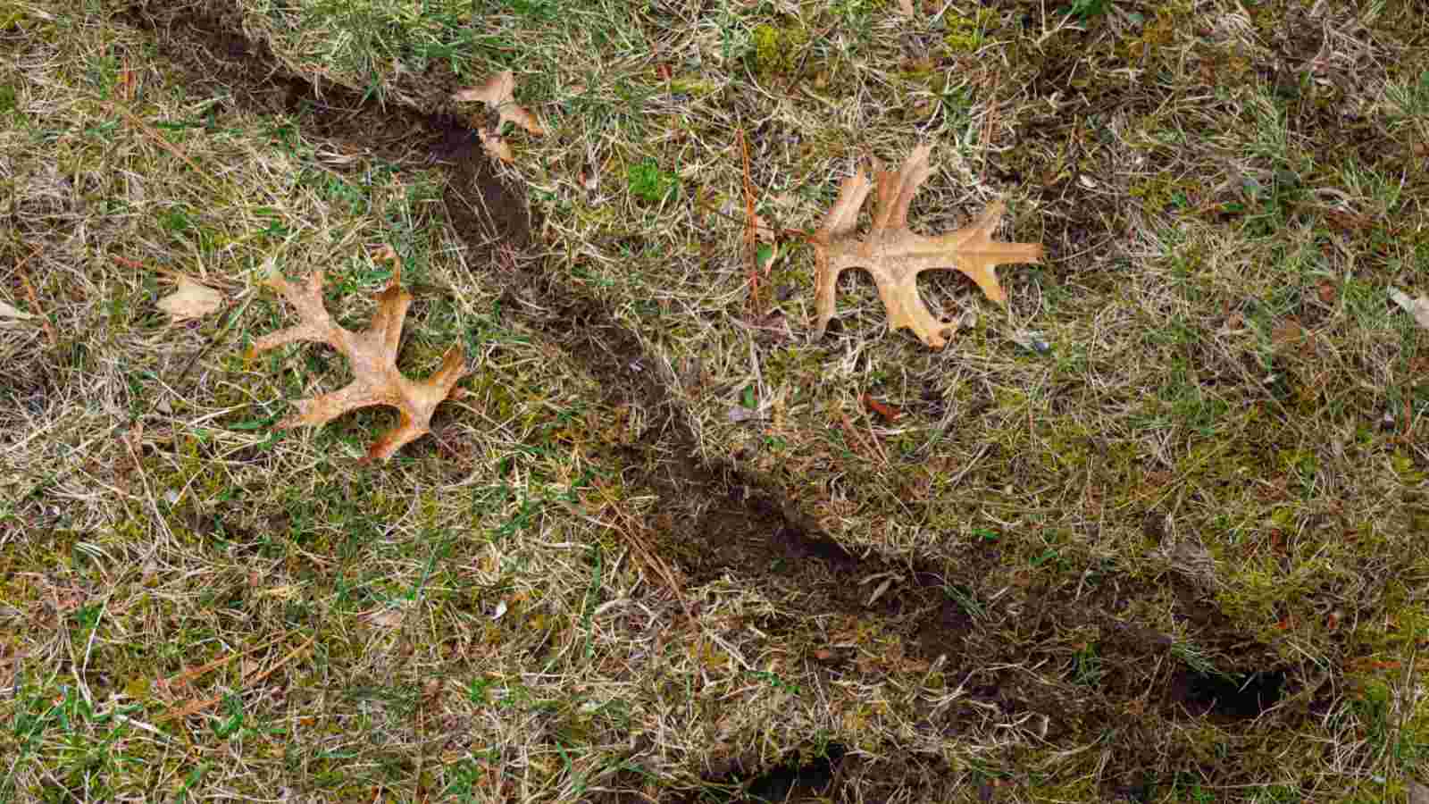 Damage of vole in the lawn