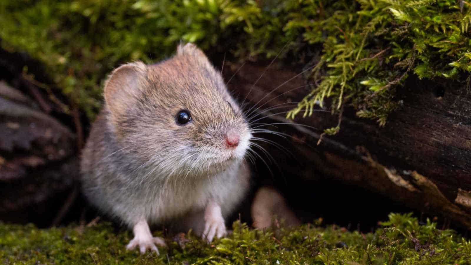Vole in a mossy forest